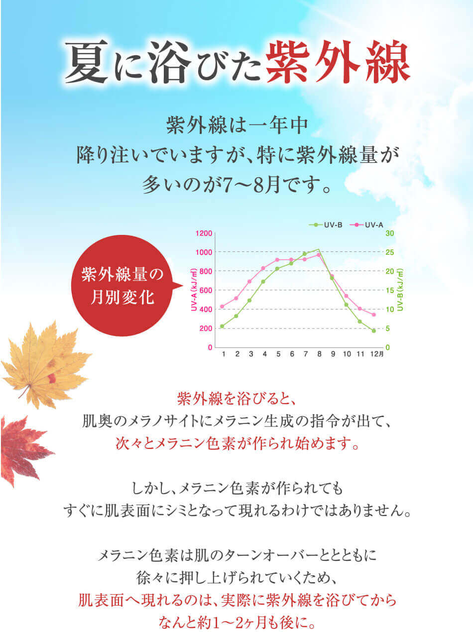 夏に浴びた紫外線。紫外線は一年中降り注いでいますが、特に紫外線量が多いのが7〜8月です。紫外線を浴びると、肌奥のメラノサイトにメラニン生成の指令が出て、次々とメラニン色素が作られ始めます。しかし、メラニン色素が作られてもすぐに肌表面にシミとなって現れるわけではありません。メラニン色素は肌のターンオーバーととのもに徐々に押し上げられていくため、肌表面へ現れるのは、実際に紫外線を浴びてからなんと約1〜2ヶ月も後に。