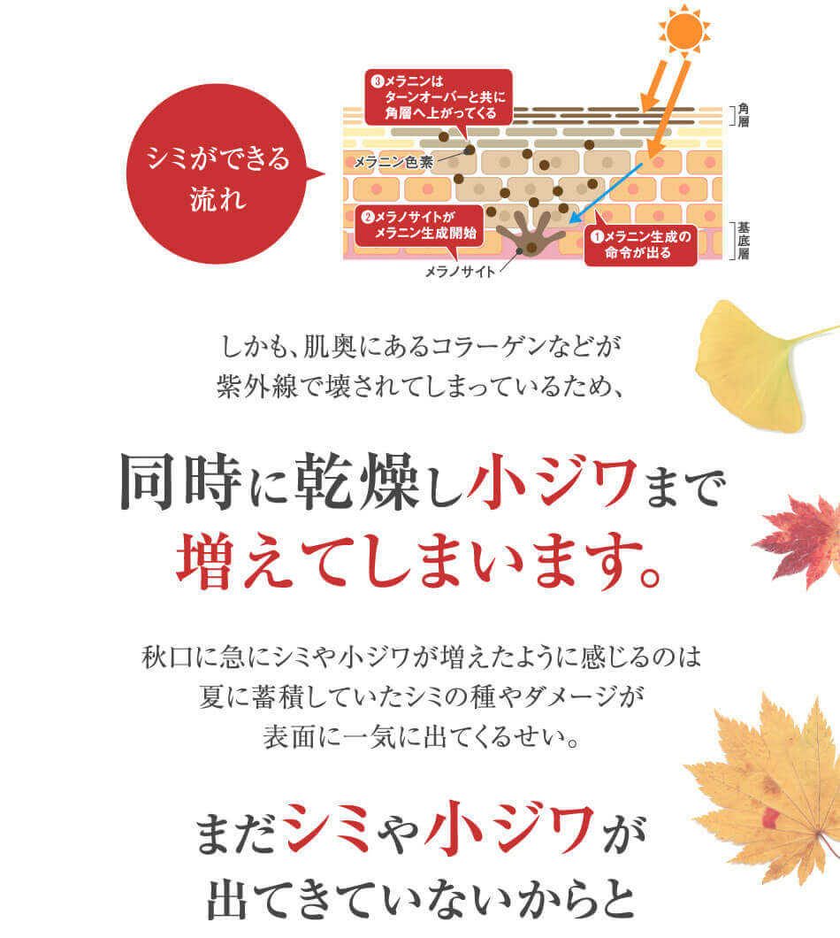 しかも、肌奥にあるコラーゲンなどが紫外線で壊されてしまっているため、同時に乾燥し小ジワまで増えてしまいます。秋口に急にシミや小ジワが増えたように感じるのは夏に蓄積していたシミの種やダメージが表面に一気に出てくるせい。まだシミや小ジワが出てきていないからと